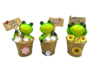 Frog Pots 13cm Was $13.80 Now $11.80