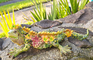Lizard with Succulent Finish 31cm